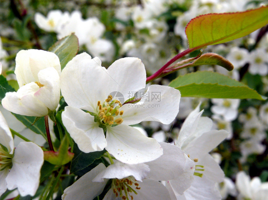 鲜鲜苹果树枝和鲜花花朵白色绿色花园花瓣图片