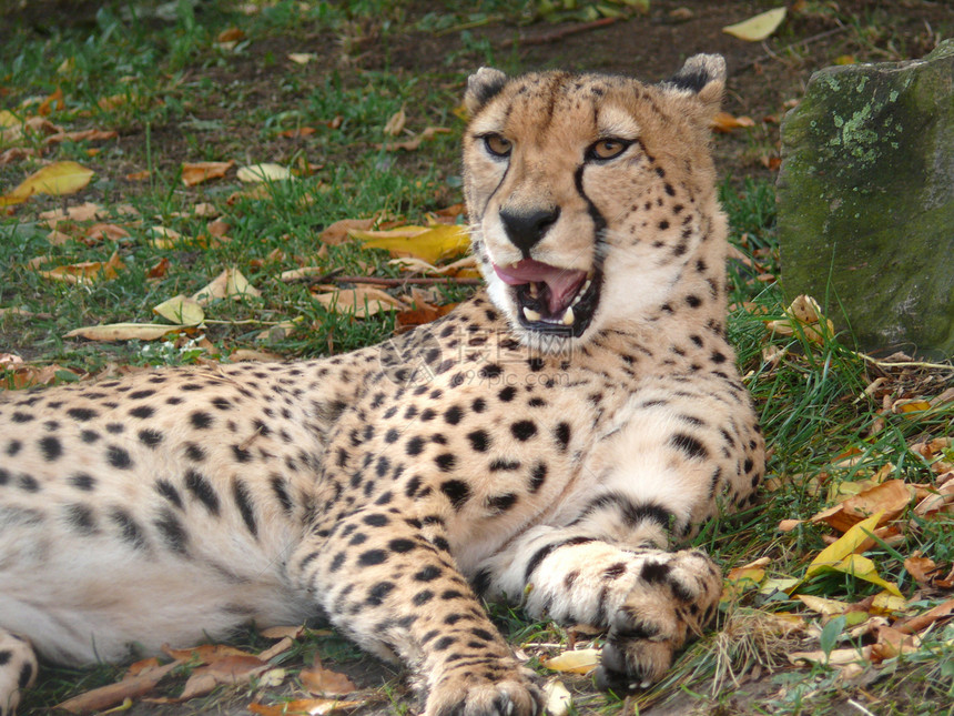 Cheetah 猎豹肖像哺乳动物力量猫科猎人打猎食肉野生动物尾巴动物园荒野图片