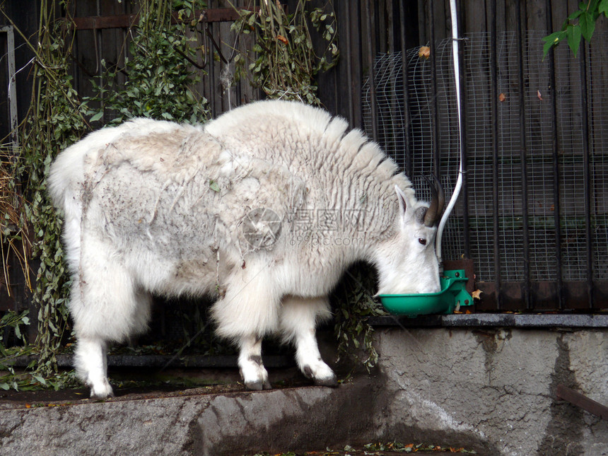 莫斯科动物园山羊图片