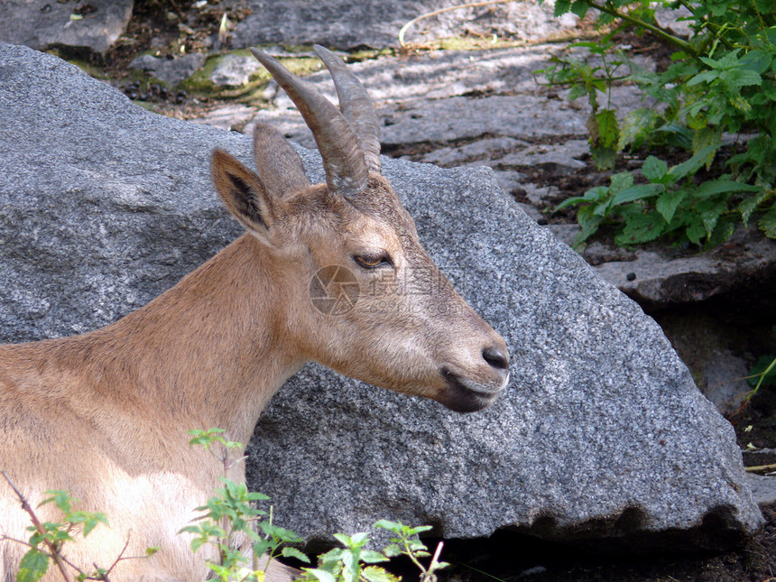 东高加索涡轮山羊野生动物哺乳动物内存草食性动物园岩石动物食草圆柱图片