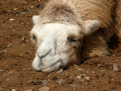 骆驼斑马毛皮草原野生动物单峰哺乳动物沙漠棕色驼峰荒野运输背景图片