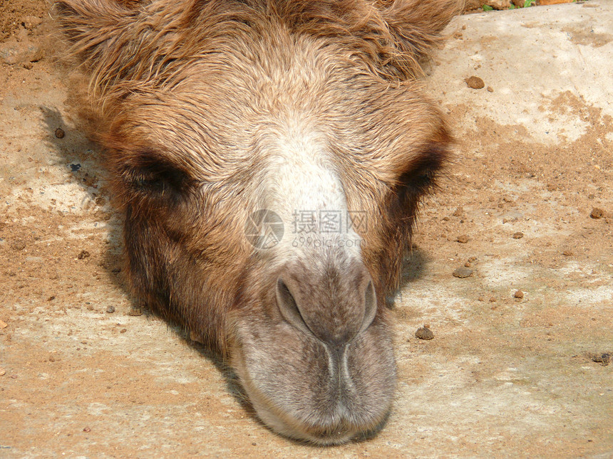 骆驼斑马单峰棕色毛皮沙漠驼峰野生动物哺乳动物草原运输荒野图片