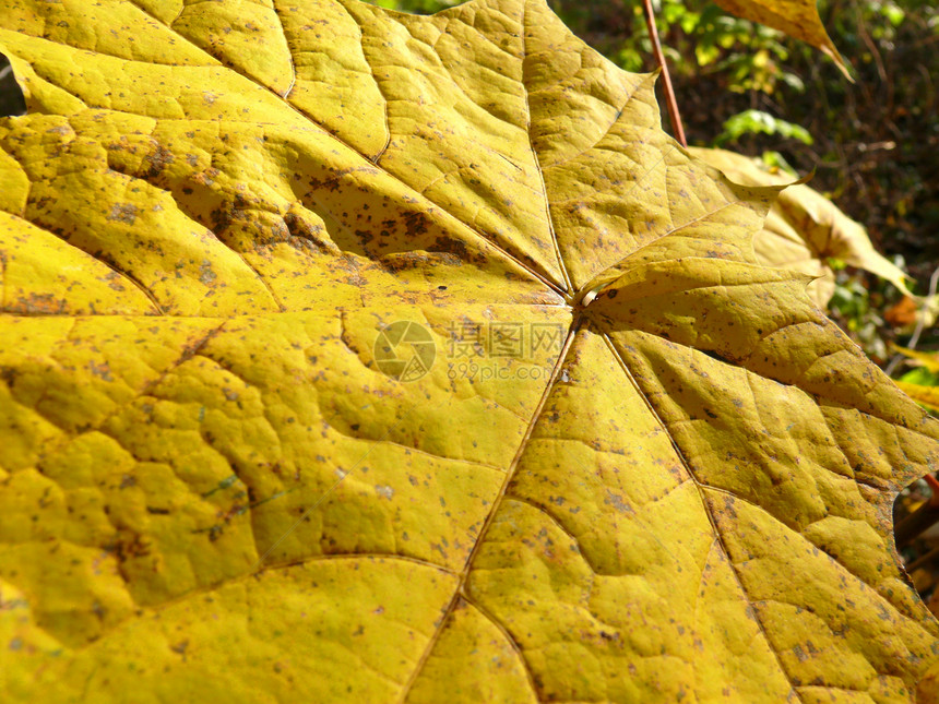 秋秋叶背景树叶叶子宏观棕色黄色边界环境季节橙子季节性图片