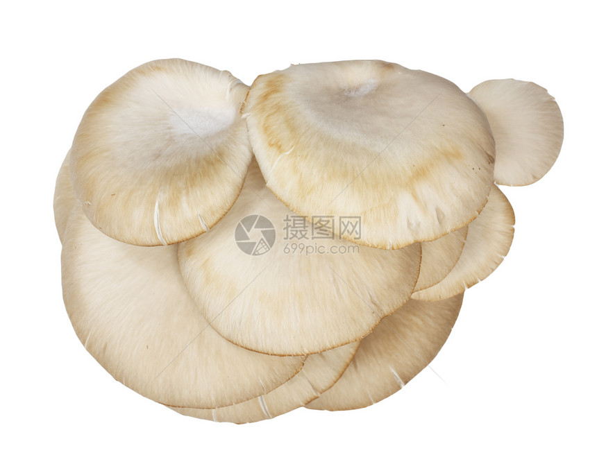 白色背景的牡蛎蘑菇收据棕色餐厅木头美食生物杂货店烹饪饮食蔬菜图片