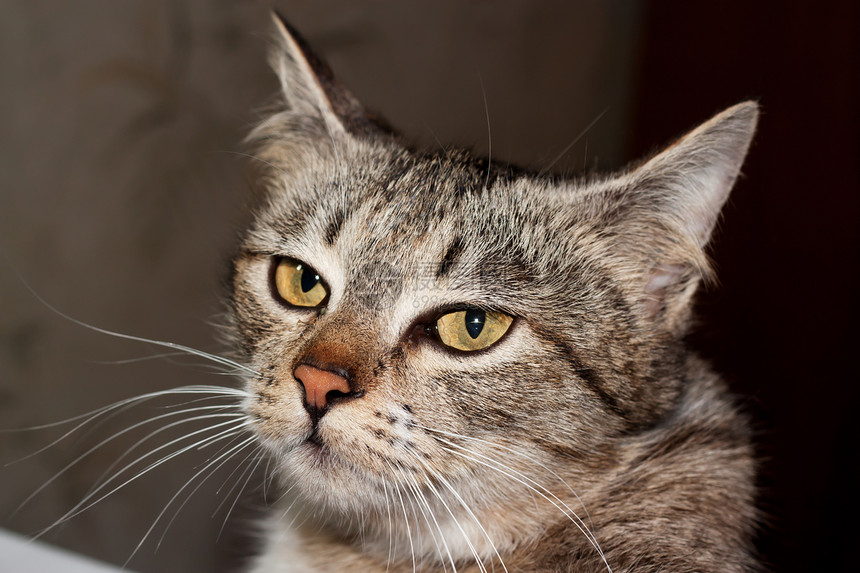 猫咪肖像眼睛白色小猫头发胡子耳朵猫科宠物动物鼻子图片