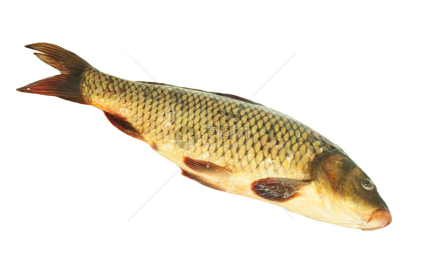 白色背景上的刻画钓鱼海鲜眼睛鱼片美食鲤鱼熟食游泳尾巴灰色图片