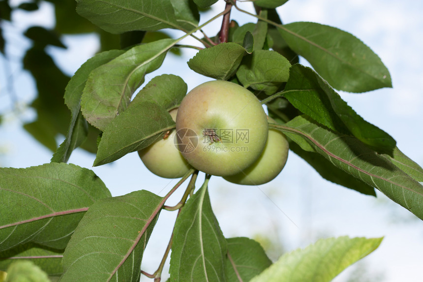 树上的苹果美食蓝色生长叶子天空食物饮食营养花园水果图片