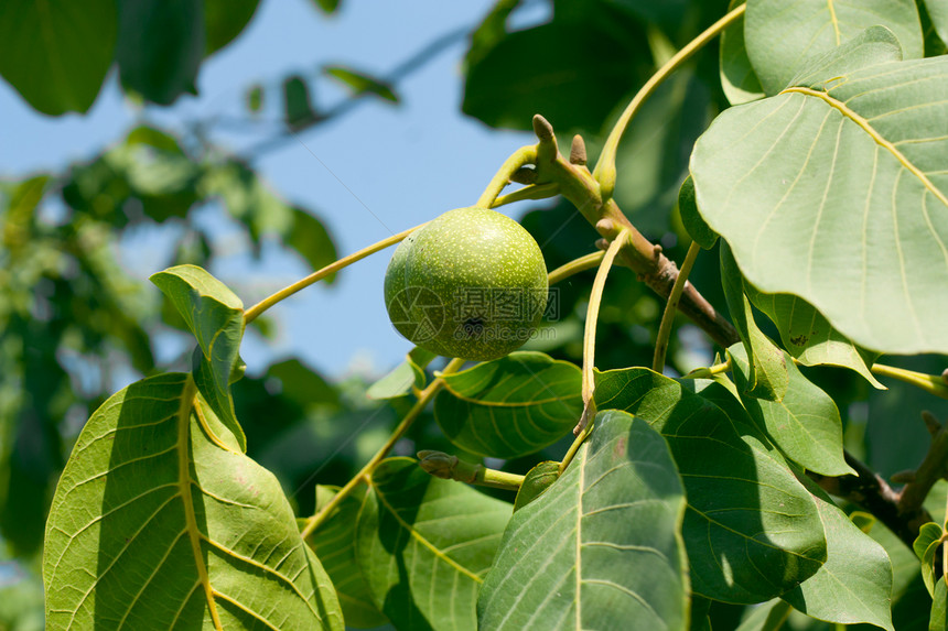 绿色核桃种子坚果树叶植物学宏观生长脆皮森林食物花园图片