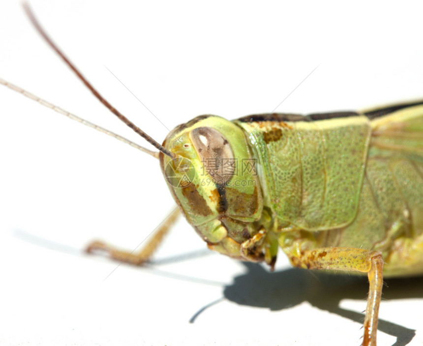 白上隔离的绿昆虫害虫身体生物料斗漏洞宏观眼睛动物群天线脊椎动物图片