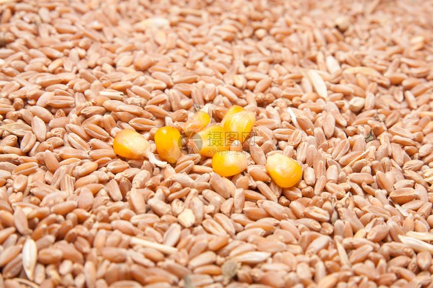 小麦背景上的玉米宏观黄豆食物生物乙醇活力核心大豆燃料生物质图片