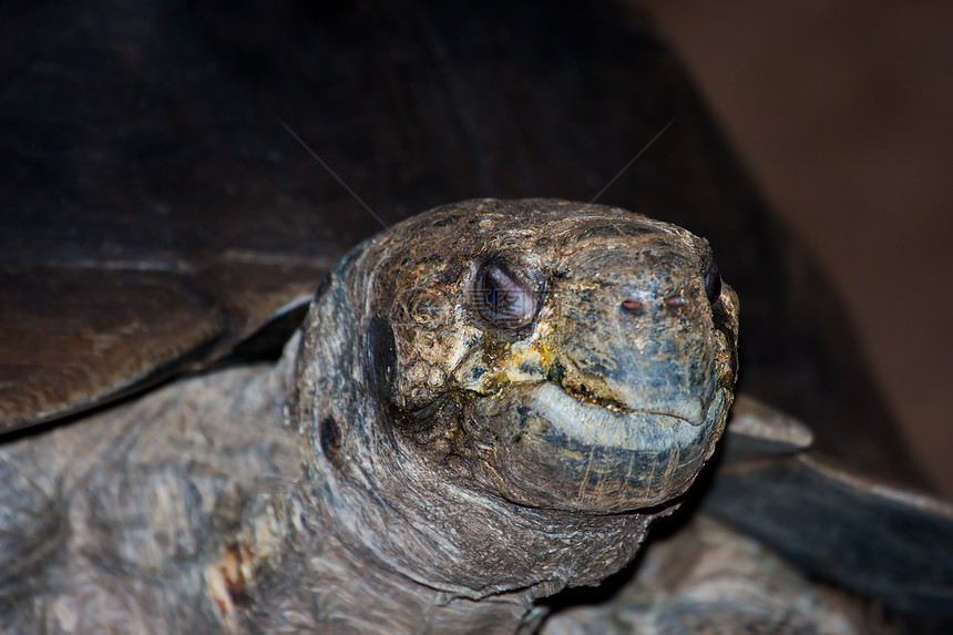 加拉帕戈斯巨龟乌龟野生动物环境黑质爬虫眼睛生活皮肤动物荒野图片