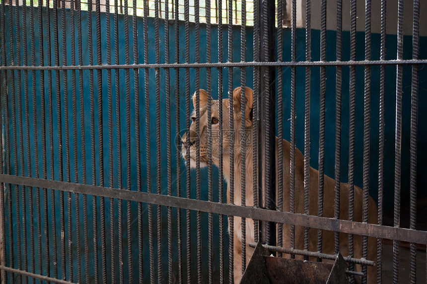 动物园狮子座动物群金属材料酒吧钥匙细胞帮助眼睛毛皮悲伤图片