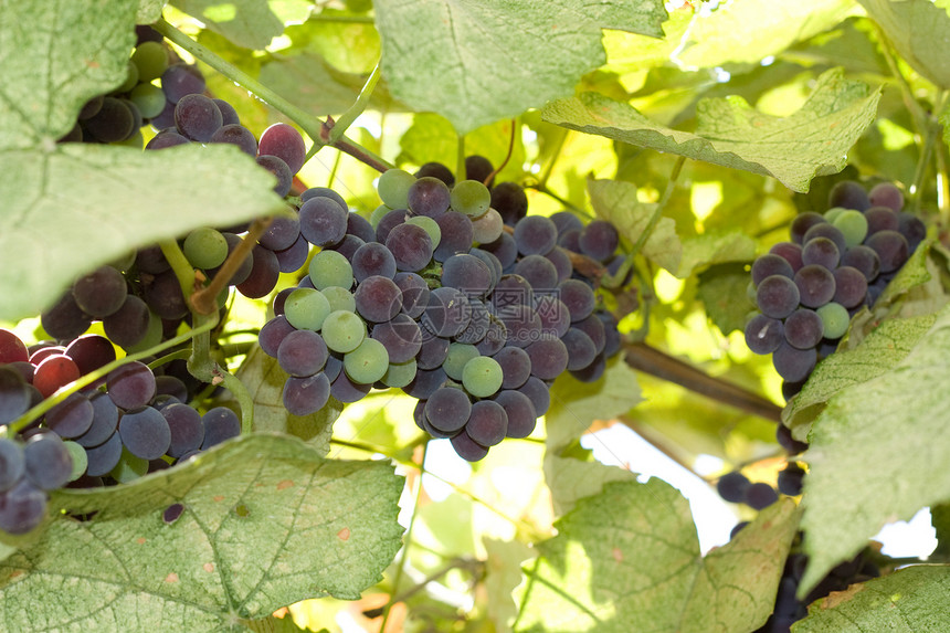 在葡萄树上种植紫葡萄农业阳光园艺红色收成太阳叶子酒厂紫色生产图片