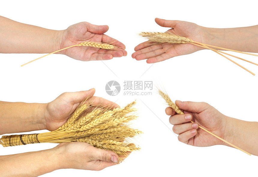 小麦的手臂图片