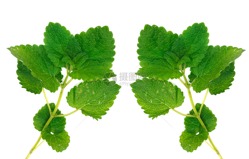 绿色薄膜 孤立于白色植物草本植物药品草本食物工作室香料摄影枝条宏观图片