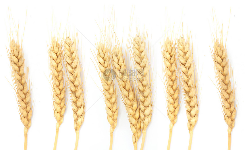 白上隔离的小麦耳朵面包谷物黄色收成种子培育食物稻草玉米植物群图片