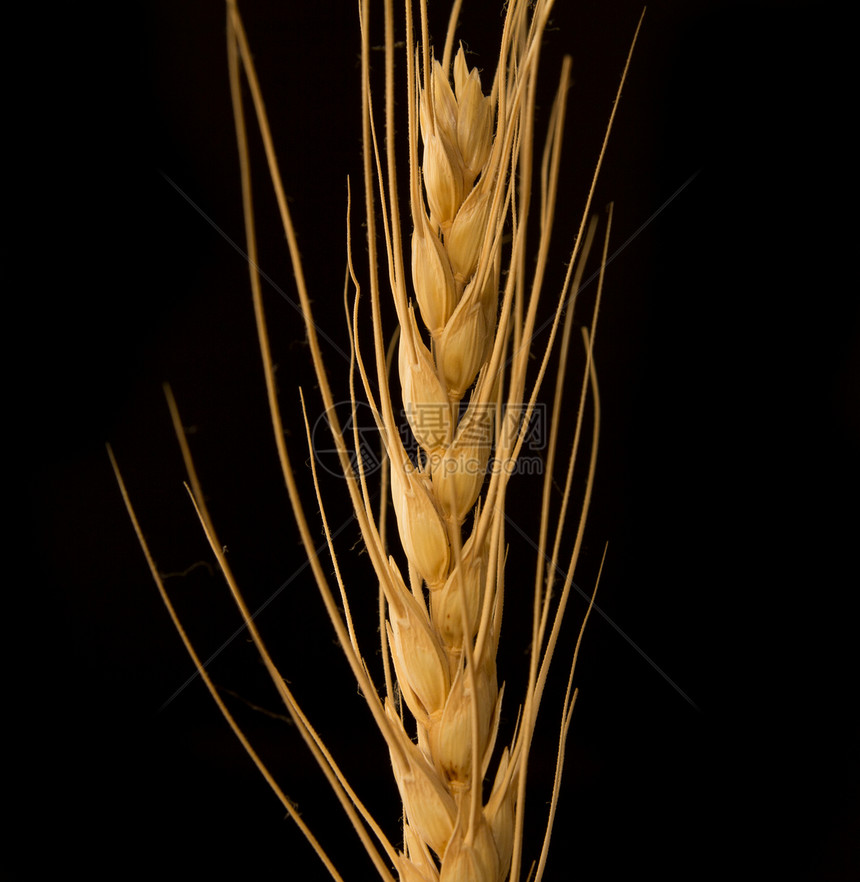 黑色背景的小黄小麦面包食物植物生活面团草本植物面粉种子厨房黄色图片
