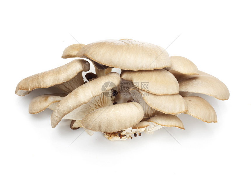 白色背景的牡蛎蘑菇木头美食杂货店蔬菜棕色营养师收据餐厅饮食烹饪图片