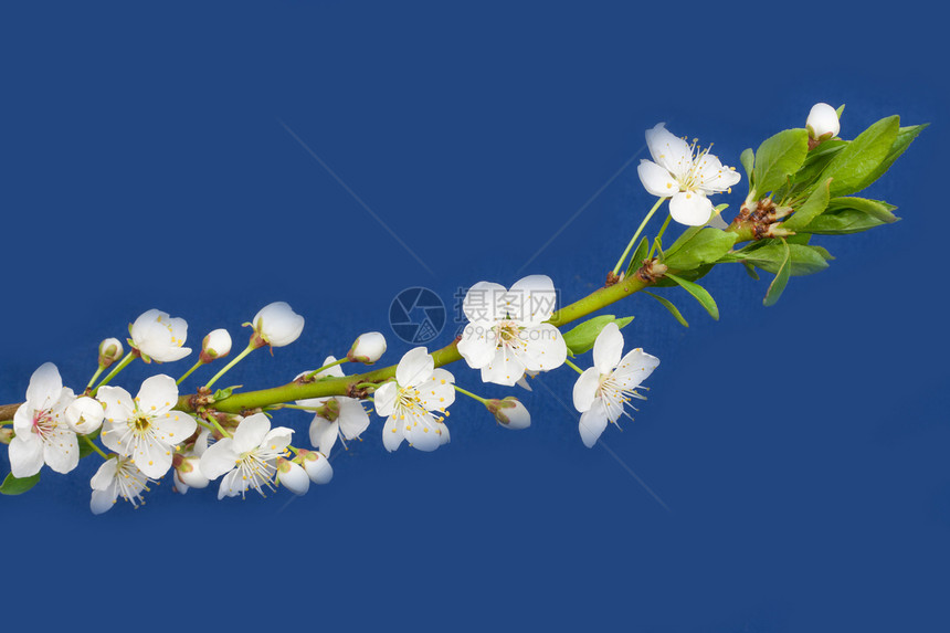 蓝色背景上的苹果花朵粉色白色宏观季节绿色生长植物花瓣图片
