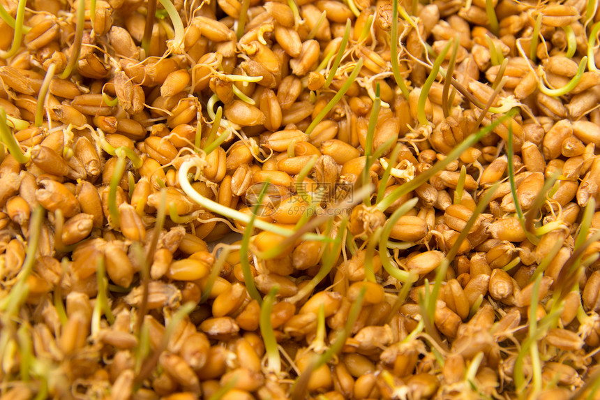 以小麦为背景幼苗宏观硬粒食物收成面包植物病菌谷物生活图片