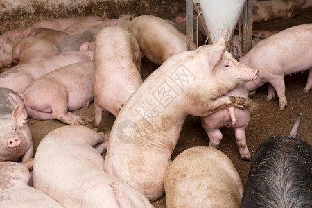猪屠宰养猪场农场产业屠宰配种动物猪肉工业母猪猪圈团体背景