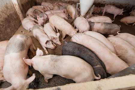 养猪场屠宰哺乳动物鼻子猪圈公猪农场猪肉农庄谷仓母猪背景图片