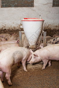 养猪场工业产业小猪猪圈谷仓家畜鼻子农场饲养农庄背景图片