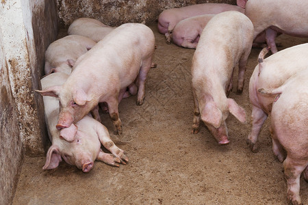猪屠宰养猪场鼻子农场配种猪肉屠宰哺乳动物猪圈工业团体谷仓背景