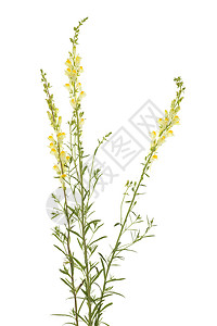 青松植物群黄色植物花瓣蟾蜍宏观叶子背景图片