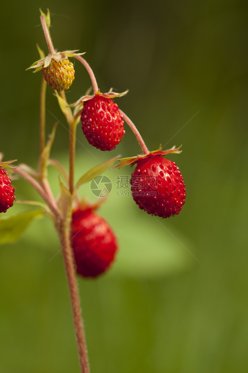 野草莓性质船体绿色衬套水果空地背景食物叶子红色图片