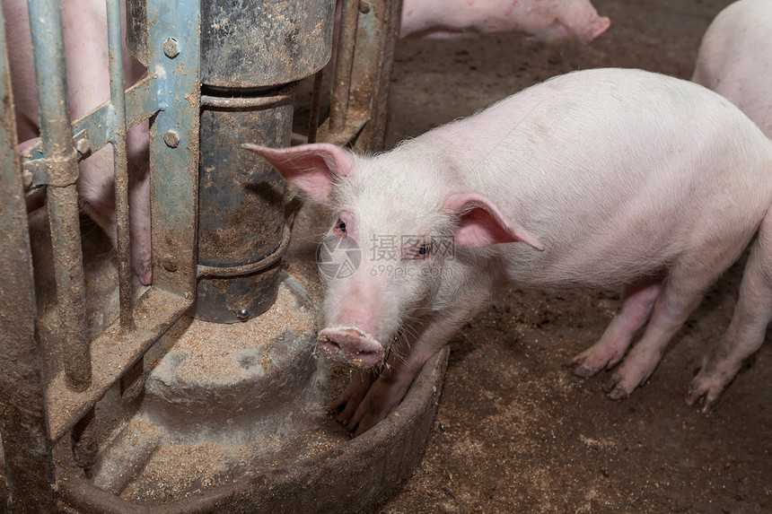 养猪场公猪产业谷仓猪圈配种鼻子哺乳动物乡村猪肉动物图片