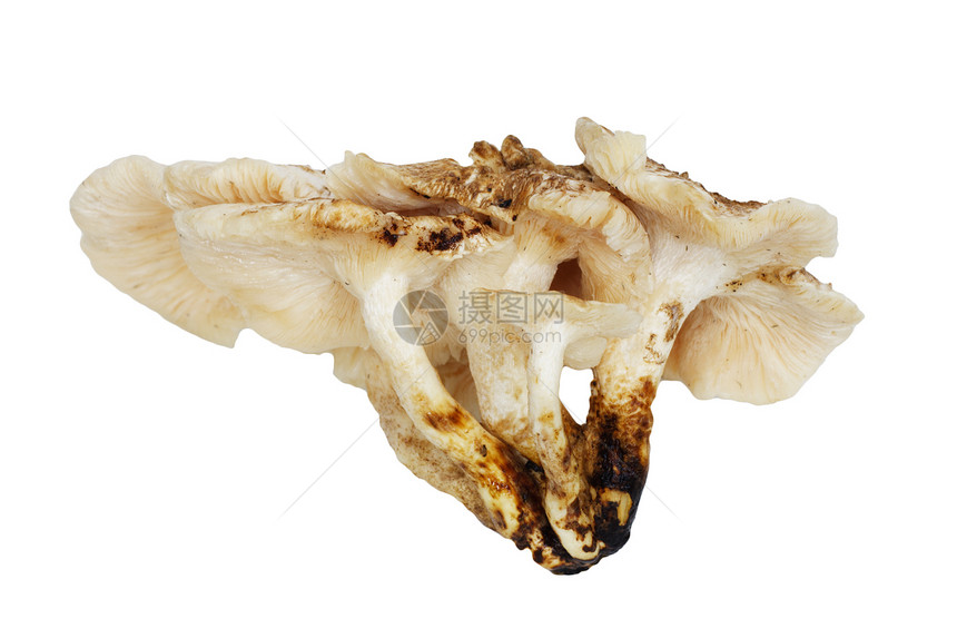 白色背景的什叶竹蘑菇图片
