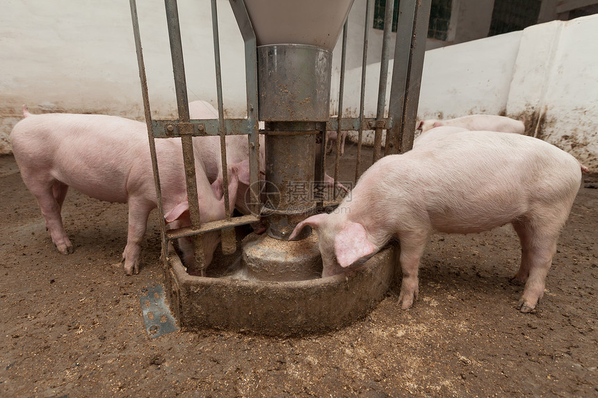 养猪场猪圈鼻子工业农庄家畜乡村母猪公猪小猪哺乳动物图片
