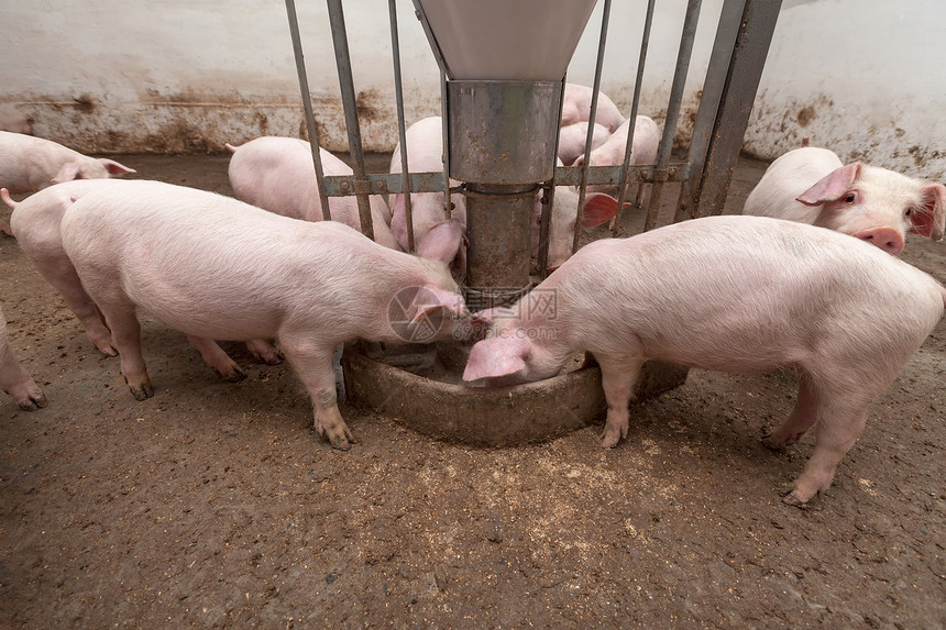 养猪场猪肉鼻子小猪工业团体母猪动物农场家畜饲养图片
