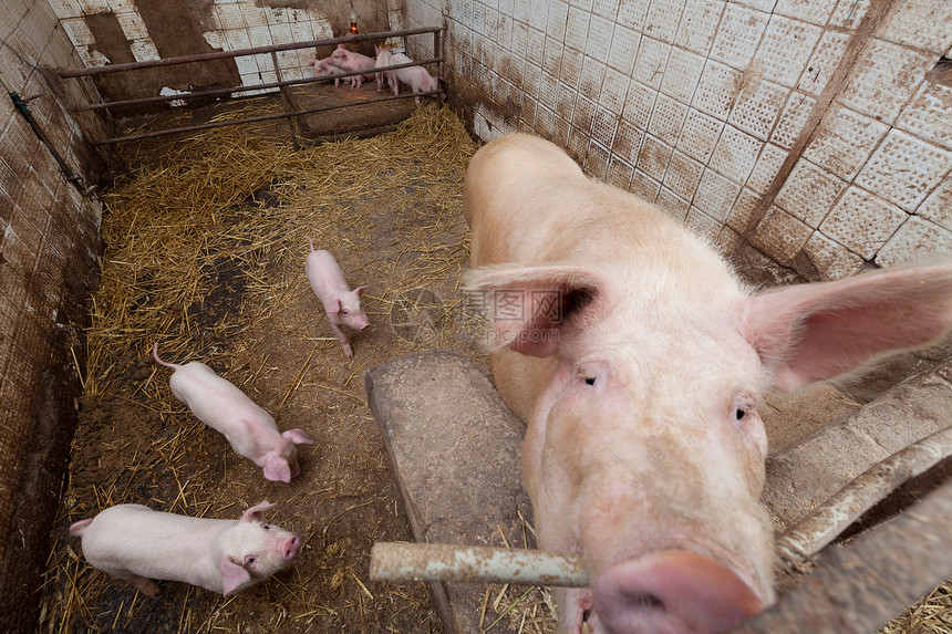带小猪的母猪工业公猪哺乳动物产业养猪场农场家畜团体农庄猪圈图片