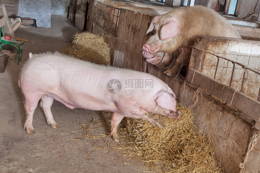 年轻的野猪农庄家畜猪圈乡村公猪鼻子饲养谷仓猪肉工业图片
