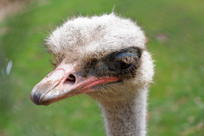 绿阳光背景模糊的 Ostrich 头部侧视图环境动物群鸵鸟动物园荒野眼睛太阳账单鼻子动物图片