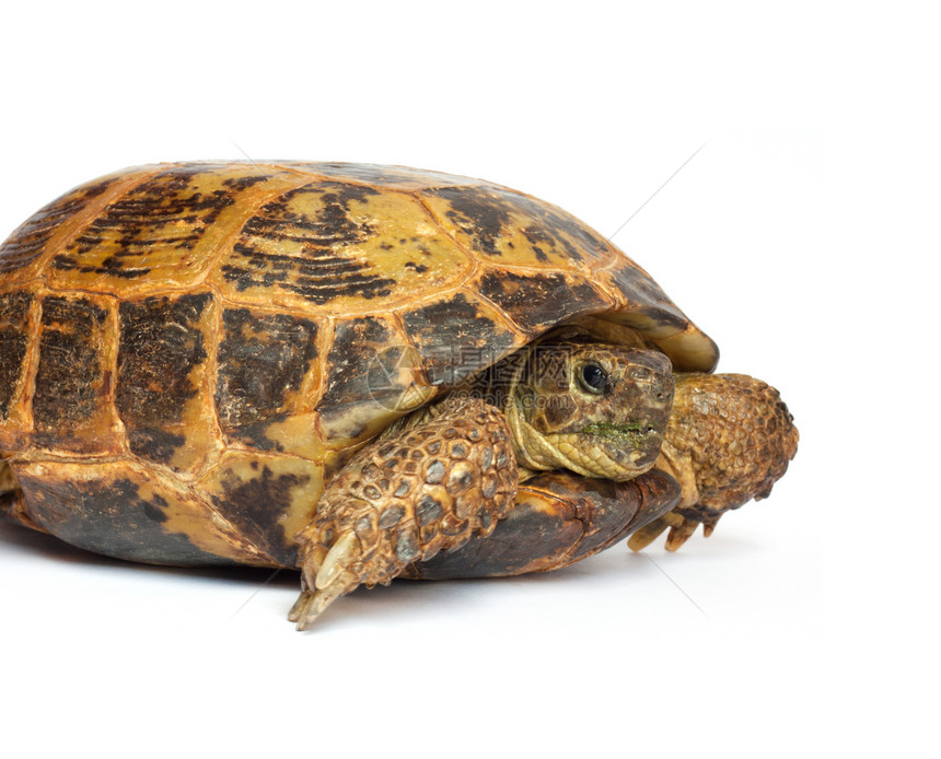 白色背景的海龟宠物濒危陆龟甲壳龟科蜥蜴人爬行动物盔甲脊椎动物乌龟图片
