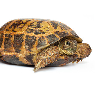白色背景的海龟宠物濒危陆龟甲壳龟科蜥蜴人爬行动物盔甲脊椎动物乌龟背景图片