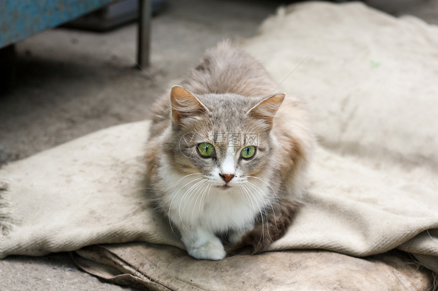 绿眼猫猫咪斑点男性动物小狗宏观虎斑鼻子小猫晶须图片