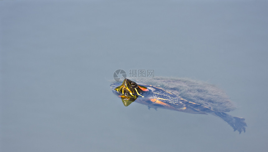 海龟野生动物湖泊爬虫爬行动物动物乌龟海洋游泳水龟荒野图片