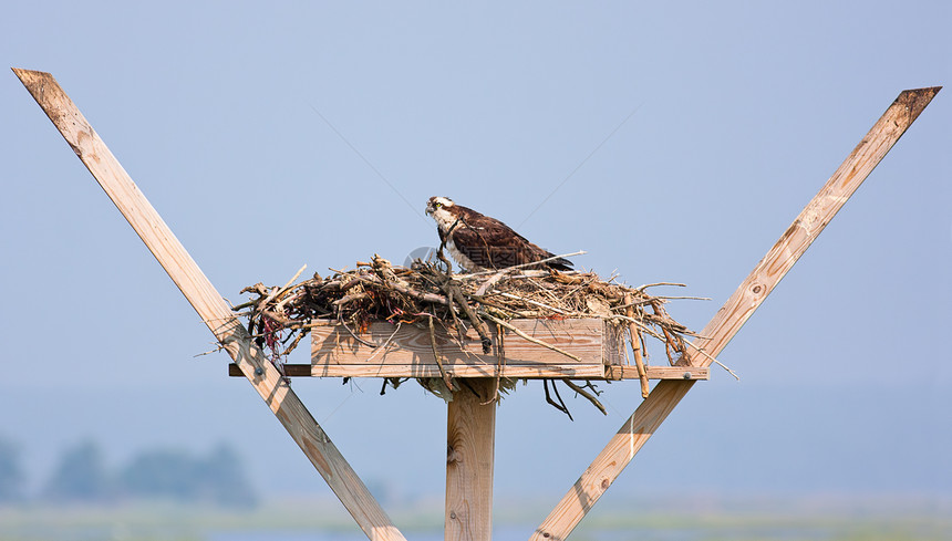 奥斯佩木头鸟类猎物栖息野生动物荒野捕食者鱼鹰图片