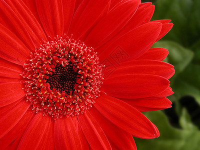 格贝拉黛丝植物红色花园雏菊花雏菊宏观格柏背景图片