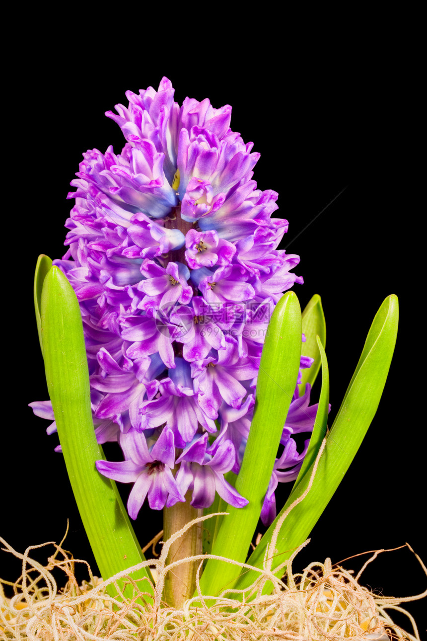 Hyacinth 亚辛植物绿色球状花朵紫色图片