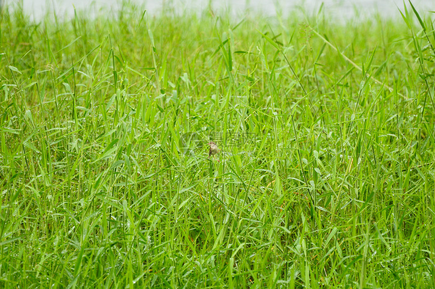 绿场和一只小鸟草皮小鹅荒野环境植物动物活力生长生活土地图片