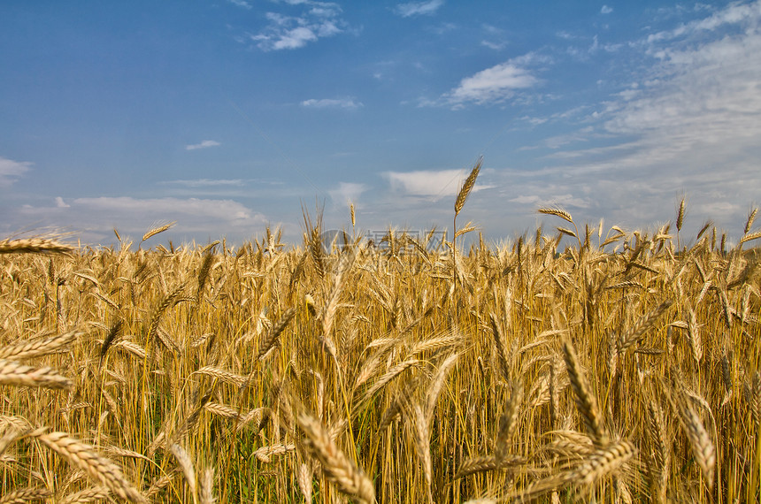 有成熟小麦的字段图片