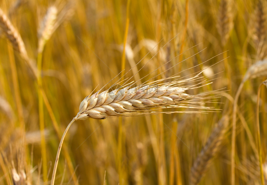 成熟的小麦耳朵图片