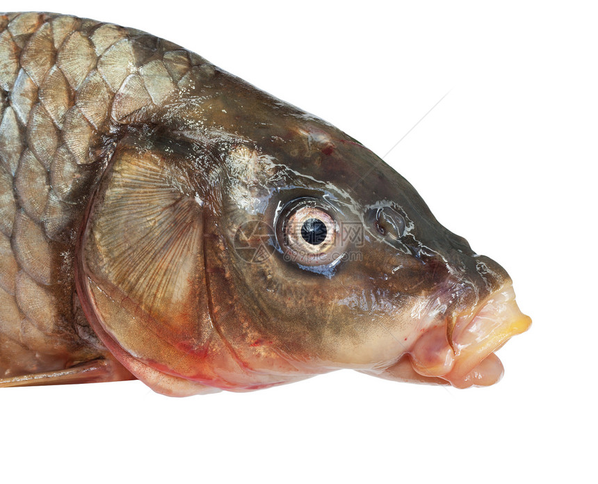 大鲤鱼头部白色钓鱼饮食宏观健康眼睛厨房嘴唇食物爱好图片