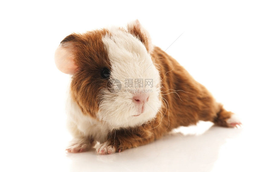 婴儿实验性小猪鼻子宠物棕色食物耳朵头发胡须工作室沙鼠白色图片