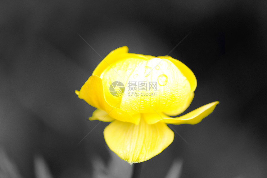 黄花宽度灰色背景图片